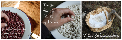 Elección de la semilla de la alubia de Losa