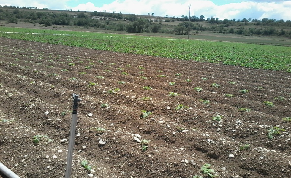 sistema-riego-alubias