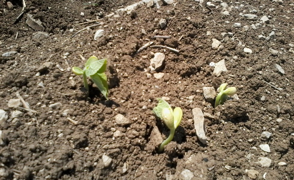 Primeros brotes de alubias en la finca