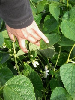 Matas de alubias floreciendo