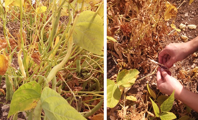 Alubias madurando al sol