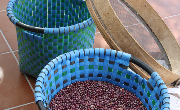 Aventado de las legumbres