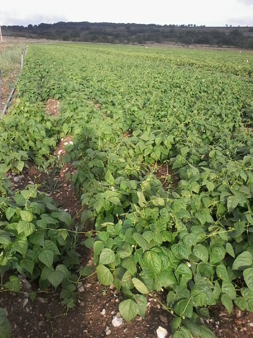Campos de alubia floreciendo
