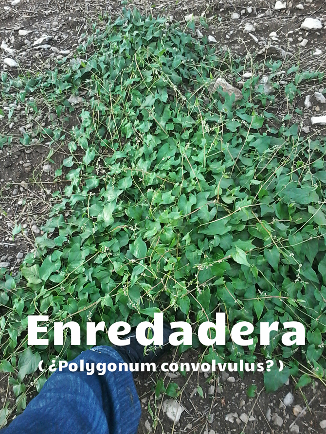 Enredadera ¿polygonum convolvulus?