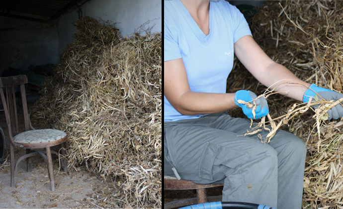 Quitar las vainas de las matas de alubia