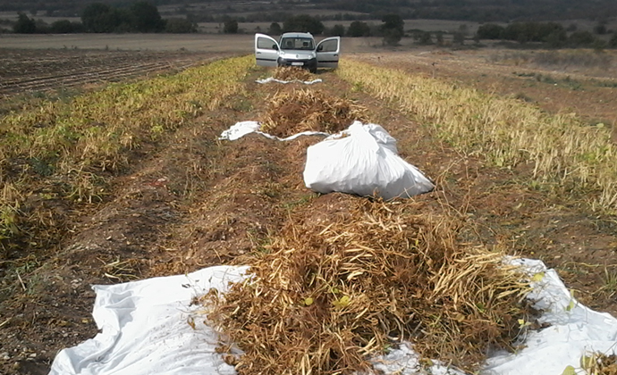 Recogida de matas de la alubia