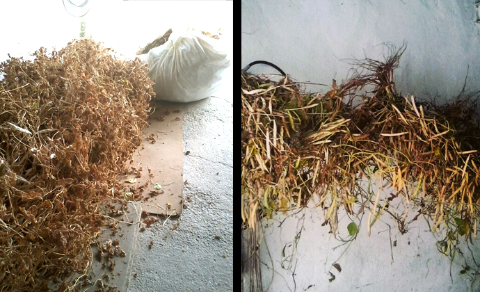 Secado de las matas de alubia