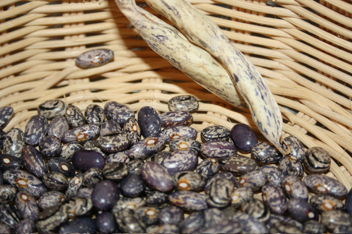 Hibridación natural 