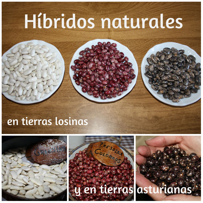 Nueva variedad de alubias