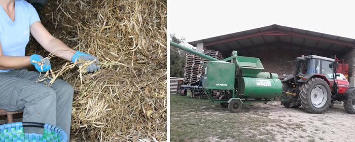 Trilladora de alubias