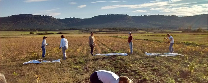 La cosecha en la agricultura eco
