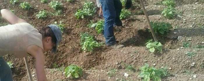 Escarda en agricultura ecológica