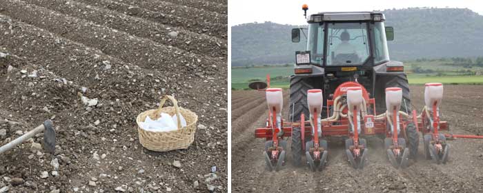 Siembra de la alubia ecológica