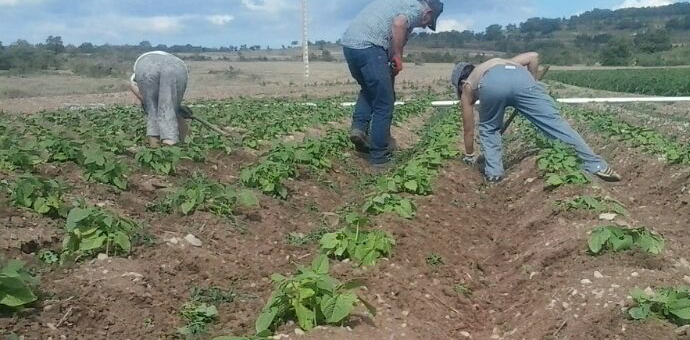 Remedios contra las malas hierbas: guantes y azada