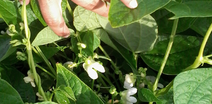 ¡Ya están en flor!