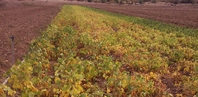 ¡Mira qué maduritas!